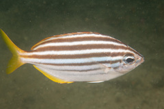 Atypichthys strigatus