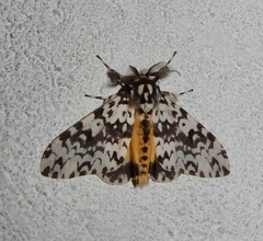 Lymantria fuliginosa
