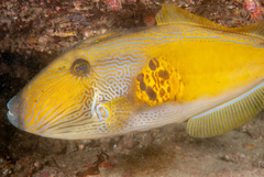 Meuschenia freycineti