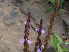 Striga gesnerioides