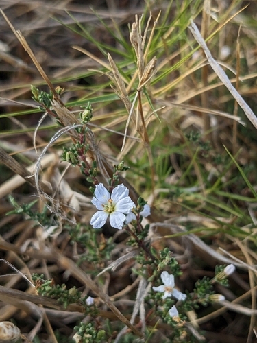 Frankenia pauciflora (Frankenia pauciflora)