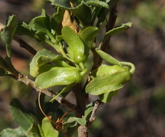 Eremophila serrulata