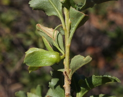 Eremophila serrulata