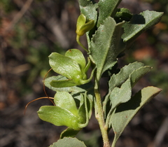 Eremophila serrulata