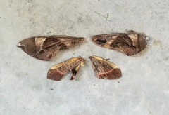 Daphnis hypothous