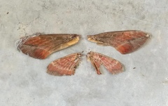 Daphnis hypothous