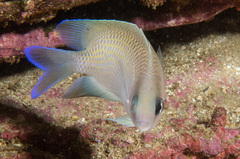 Mecaenichthys immaculatus