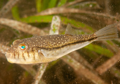 Torquigener pleurogramma