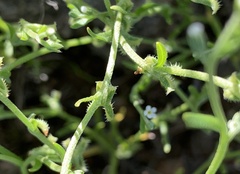 Pectocarya recurvata