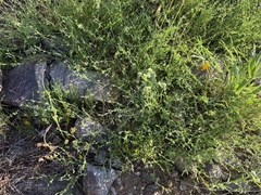 Pectocarya recurvata