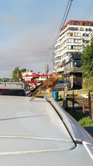 Daptrius chimango temucoensis