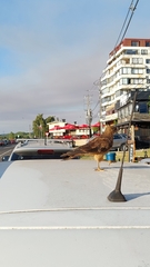 Daptrius chimango temucoensis