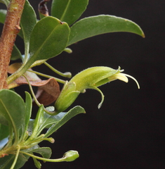 Eremophila gibbosa