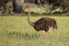 Common Ostrich photo 1