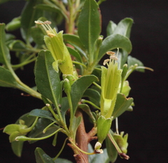 Eremophila gibbosa