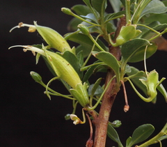 Eremophila gibbosa
