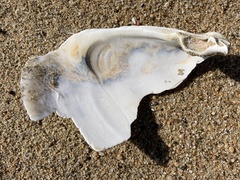 Mactromeris catilliformis