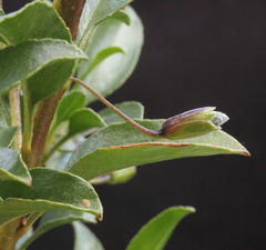 Eremophila gibbosa