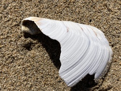 Mactromeris catilliformis