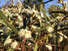 Eucalyptus leptophylla
