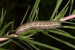 Hyles vespertilio