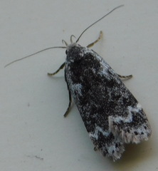 Anacampsis