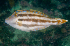 Meuschenia trachylepis