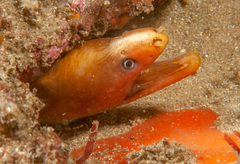 Gymnothorax prasinus