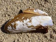 Modiolinae