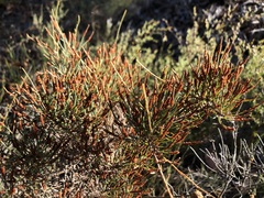 Allocasuarina pusilla
