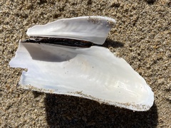 Modiolinae
