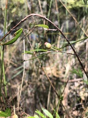 Austromyrtus