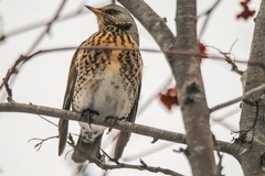 Turdus pilaris