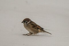Passer montanus