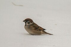 Passer montanus