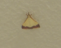 Odontiinae