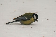 Parus major