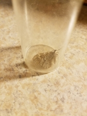 Stamnodes gibbicostata