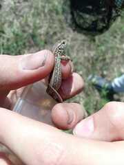 Lacerta agilis exigua