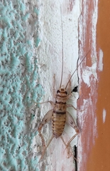 Gryllodes sigillatus