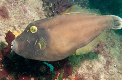 Eubalichthys bucephalus