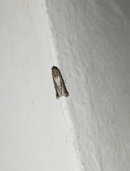 Pyralidae