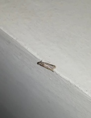 Pyralidae