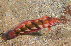 Eupetrichthys angustipes