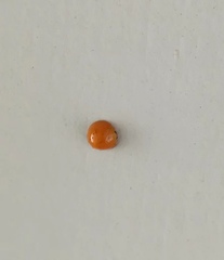 Chilocorus circumdatus