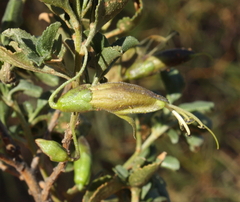 Eremophila serrulata