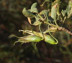 Eremophila serrulata
