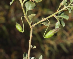 Eremophila serrulata