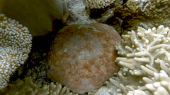 Culcita novaeguineae