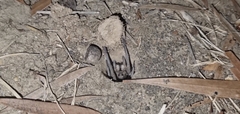 Portacosa cinerea